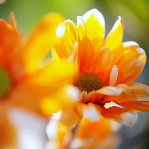 flores de bach qu&eacute; son